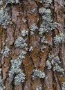 Pine tree bark texture background. Close up view Royalty Free Stock Photo