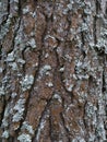 Pine tree bark texture background. Close up view Royalty Free Stock Photo