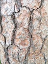 Pine tree bark texture background copy space Royalty Free Stock Photo