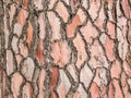 Pine tree bark texture background Royalty Free Stock Photo