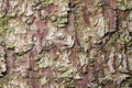 Pine tree bark texture background macro, selective focus, shallow DOF Royalty Free Stock Photo