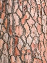 Pine tree bark texture background Royalty Free Stock Photo