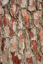 Pine-tree bark texture background Royalty Free Stock Photo