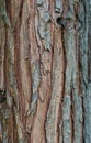 Pine tree bark texture background - vertical photograph Royalty Free Stock Photo