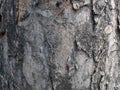 Pine tree bark texture background. For wallpaper. Royalty Free Stock Photo