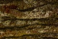 Pine tree bark texture close up. Background of plane tree bark, plane tree bark texture. pine forest. Royalty Free Stock Photo