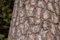 Pine tree bark texture close up with dragonfly Royalty Free Stock Photo