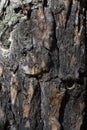 Pine tree bark texture close-up Royalty Free Stock Photo
