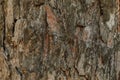 Pine tree bark texture, close up Royalty Free Stock Photo