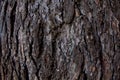 Pine tree bark texture close up, Pinus, coniferous plant as natural backdrop Royalty Free Stock Photo