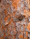 Pine tree bark texture. Close-up shot Royalty Free Stock Photo