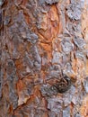 Pine tree bark texture. Close-up shot Royalty Free Stock Photo