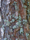 Pine tree bark texture. Close-up shot Royalty Free Stock Photo