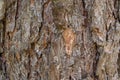 Pine tree bark texture closeup Royalty Free Stock Photo