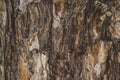 Pine tree bark texture closeup Royalty Free Stock Photo