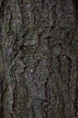 Pine Tree Bark Texture Royalty Free Stock Photo