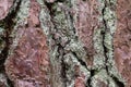 Pine tree bark texture with fungus Royalty Free Stock Photo