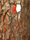 Pine tree bark with trail mark Royalty Free Stock Photo