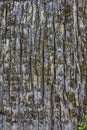 Pine tree bark vertical texture Royalty Free Stock Photo