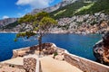 Pine tree in a bay in the village Sveta Nedjelja on the island of Hvar Royalty Free Stock Photo