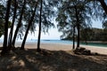 Pine tree beach Royalty Free Stock Photo