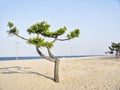 Pine tree on the beach of Yangyang city