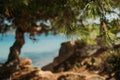 Pine tree and tropical beach and sea background . Royalty Free Stock Photo