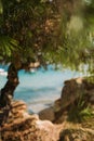 Pine tree and tropical beach and sea background . Royalty Free Stock Photo