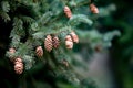 Pine tree with beautiful cones in forest