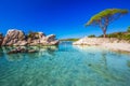 Pine tree and beautiful lagoon on Palombaggia beach, Corsica, France