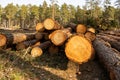 Pine Tree Being Cut Down in Forest Ã¢â¬\' Deforestation and Logging Concept Royalty Free Stock Photo