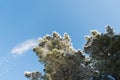 Pine tree bent from heavy snow Royalty Free Stock Photo
