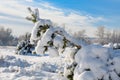 Pine tree bent under weight of snow Royalty Free Stock Photo