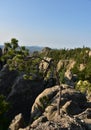 Pine Tree Bent in the Wind on a Mountain Royalty Free Stock Photo