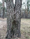A pine tree with a bifurcated trunk. Royalty Free Stock Photo
