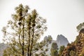 Pine tree with big cones in Pinnacle National Park Royalty Free Stock Photo