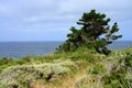 Pine tree Big Sur California Pacific Ocean Royalty Free Stock Photo