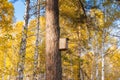 Pine tree with birdhouse in yellow forest