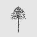 Pine tree. Black line drawing Isolated on light gray background. Hand drawn vector illustration. Pencil sketch. Royalty Free Stock Photo