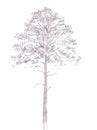 Pine tree. Black line drawing Isolated on white Background. Hand drawn illustration. Pencil sketch. Royalty Free Stock Photo