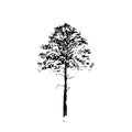 Pine tree. Black line drawing Isolated on white Background. Hand drawn vector illustration. Pencil sketch. Royalty Free Stock Photo