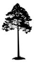 Pine Tree Black Silhouette
