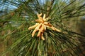 Pine tree in bloob Royalty Free Stock Photo