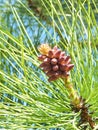 Pine tree bloom Royalty Free Stock Photo