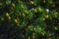 The pine tree blooms in the forest in spring. Male cones on the branches. Beautiful background Royalty Free Stock Photo