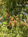 Pine tree blossoms buttons in close up in spring time. Pine cone on the evergreen pine three branch. Fir-tree, conifer, spruce Royalty Free Stock Photo