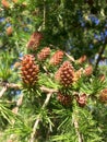 Pine tree blossoms buttons in close up in spring time. Pine cone on the evergreen pine three branch. Fir-tree, conifer, spruce Royalty Free Stock Photo