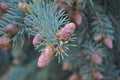 Pine-tree with small cones