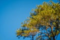 Pine tree with blue sky