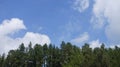 Pine tree with blue sky and clouds on background Royalty Free Stock Photo